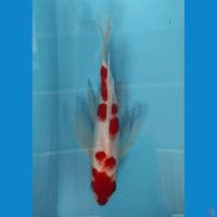 kohaku kumpay 26cm