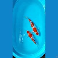 Sepesial Maruten Kohaku 