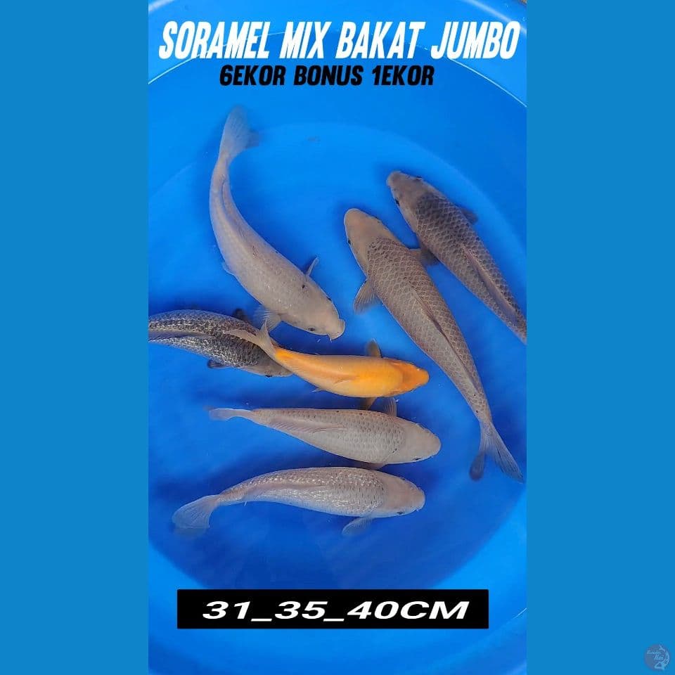 SORAMEL MIX BAKAT JUMBO BL KKF 