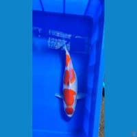 maruten kohaku f40 cm 