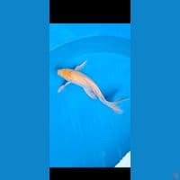 shotbodiy penari kolam 40 cm male 