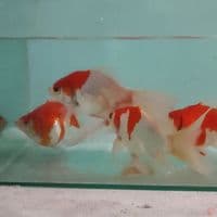 15-17CM 5 Ekor Tamasaba Kohaku 