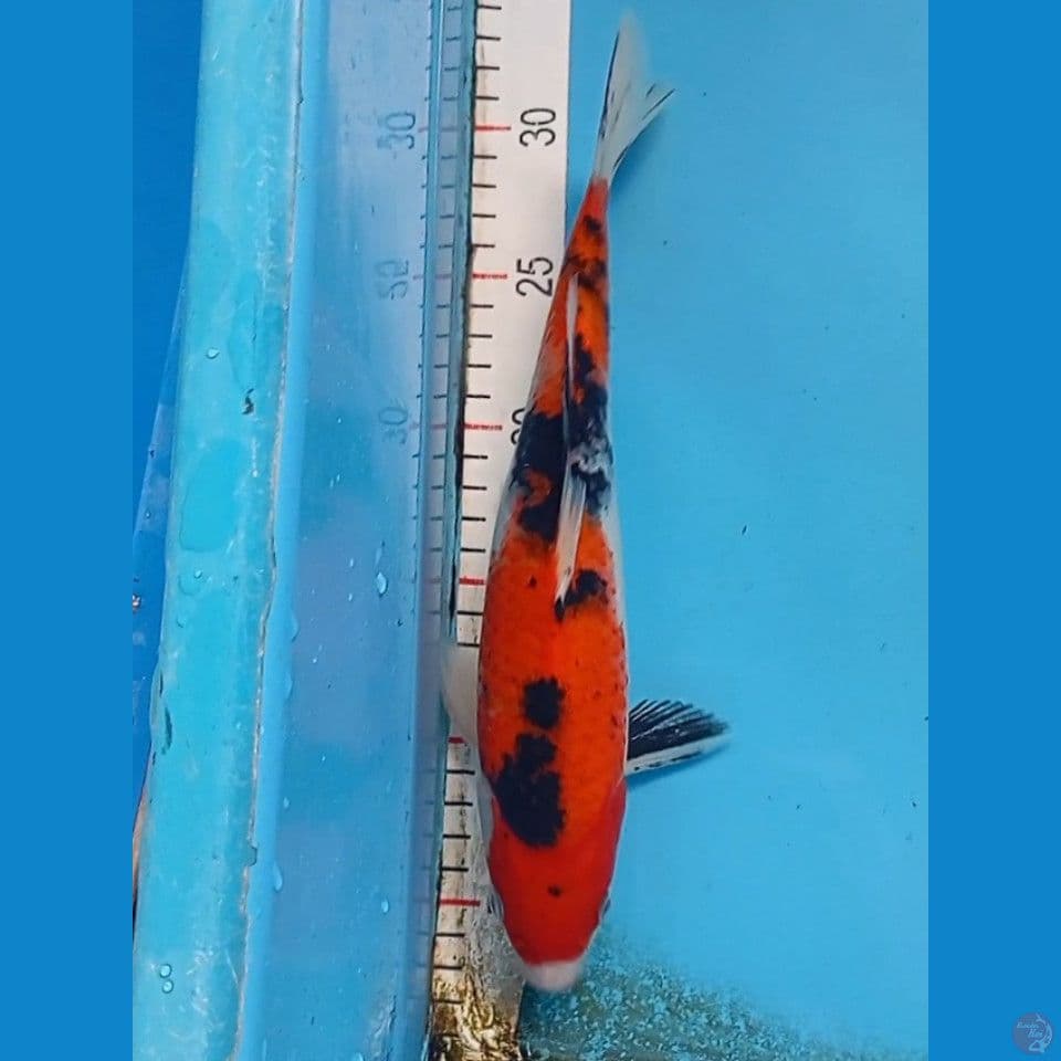 Showa 29cm