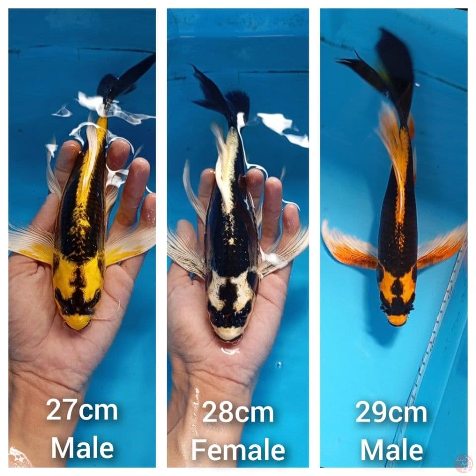 Kumpay Kabuto Three Colour