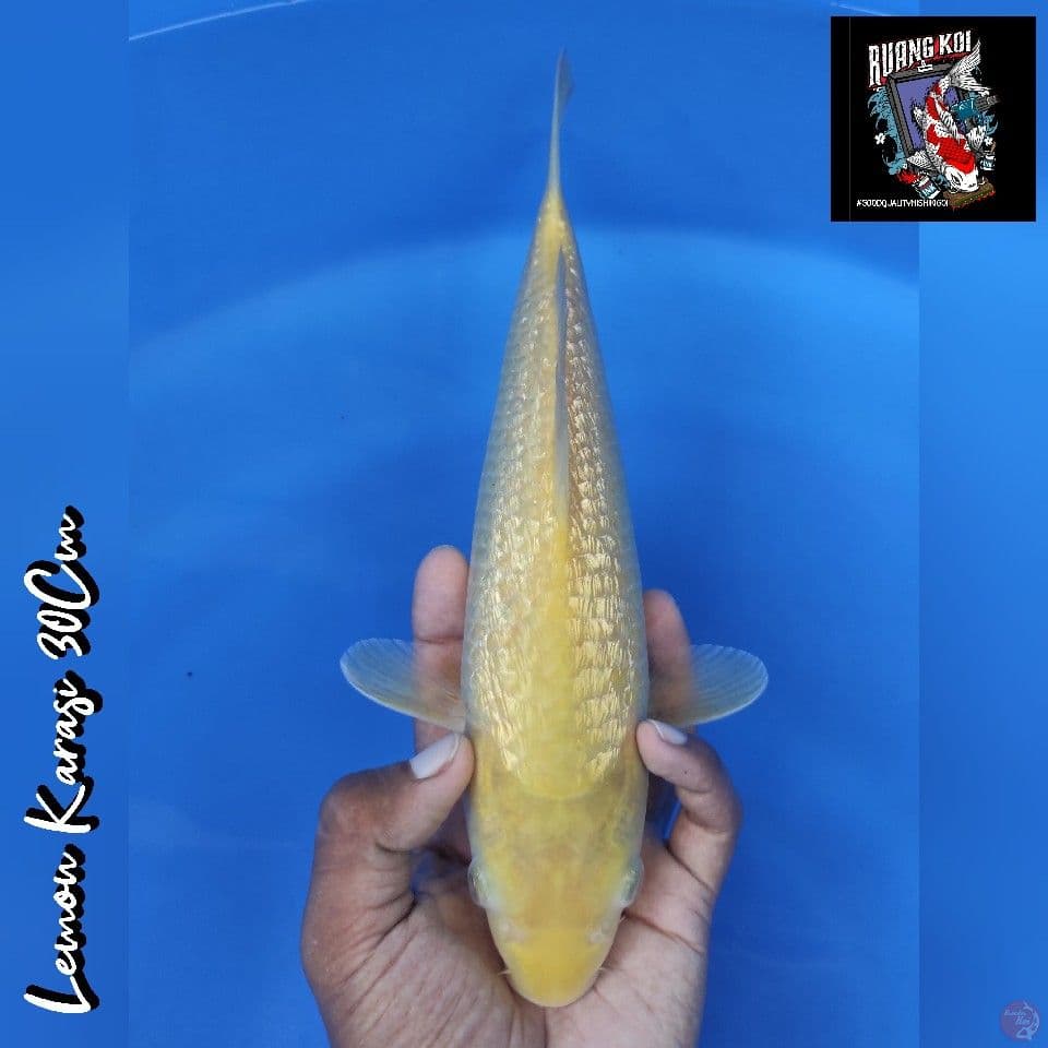 LEMON KARASI 30CM
