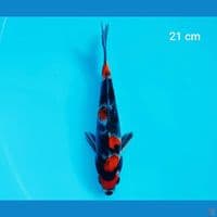 maruten showa 21 cm