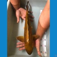 43 chagoi male