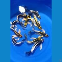 PENARI KOLAM KABUTO GONDRONG" 10ekor GRADE++ 24_27CM 