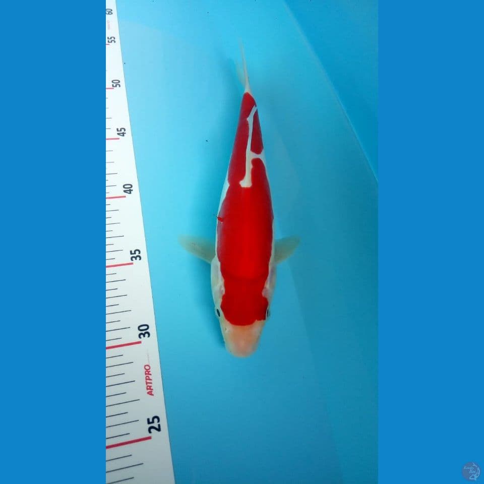 kohaku doit 30bu 