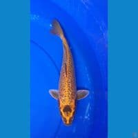 GOLD ARAGOKE GINDRIN 28cm FEMALE