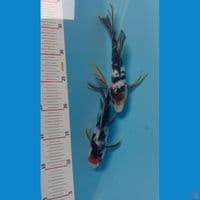tancho slayer ori 20-22cm 