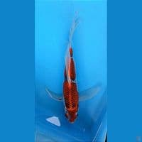 KUMPAY GOSHIKI 27+CM
