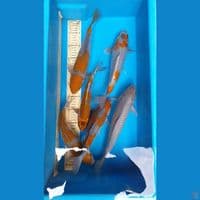 OCIBA paket 27-33Cm. 6ekor