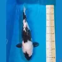SHIRO 37 CM
