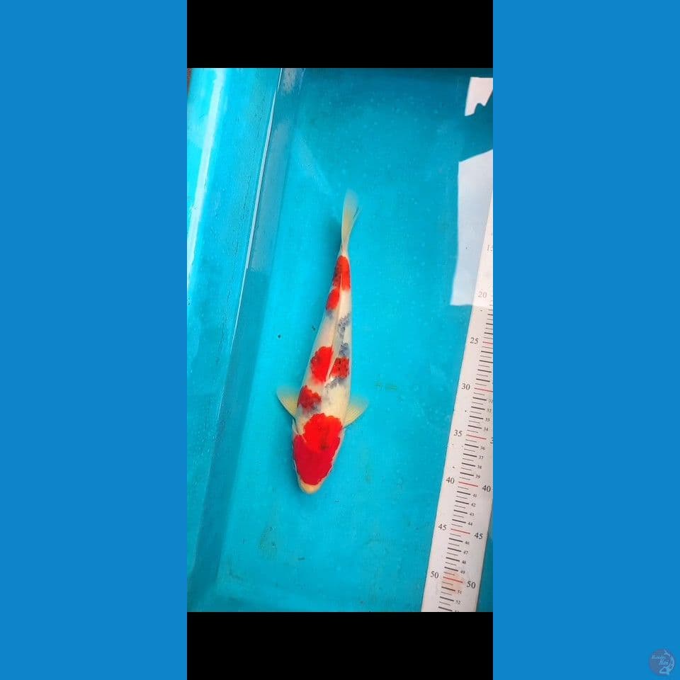 SHOWA 30cm male (jantan)