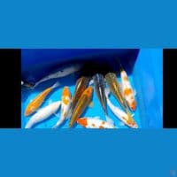 jumbo 45 60 cm 14 ekor 