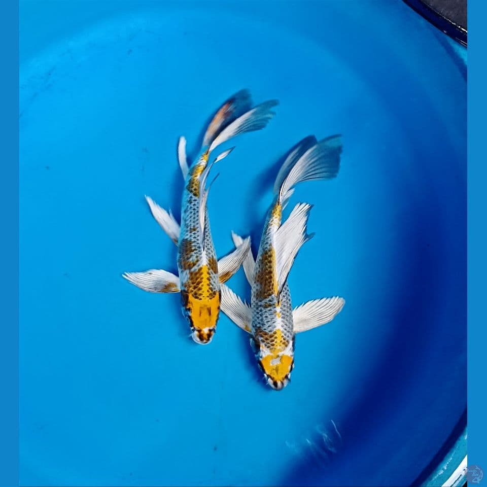 kujaku kumpay 25-26 cm