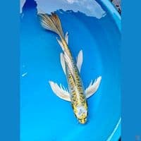 kumpay 38 cm