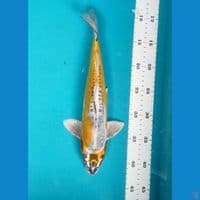 Yellow kiko 33cm Male