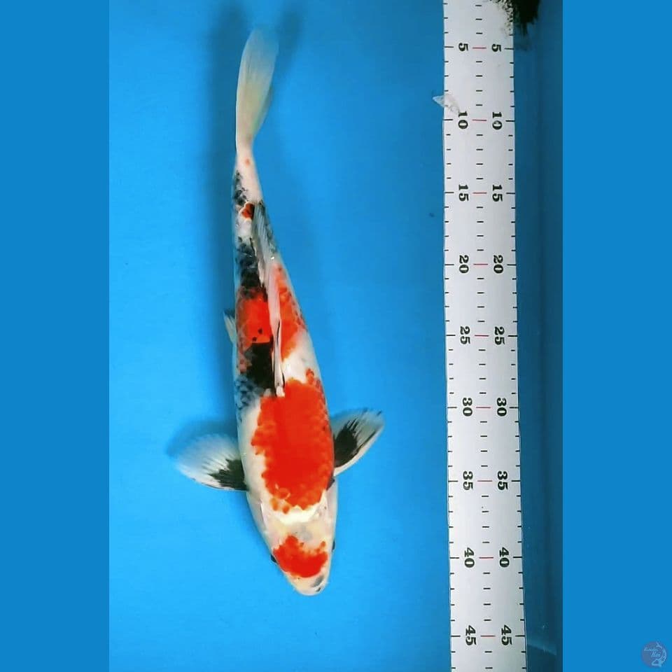 Maruten Showa 36cm male