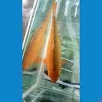 caramel jumbo 45cm