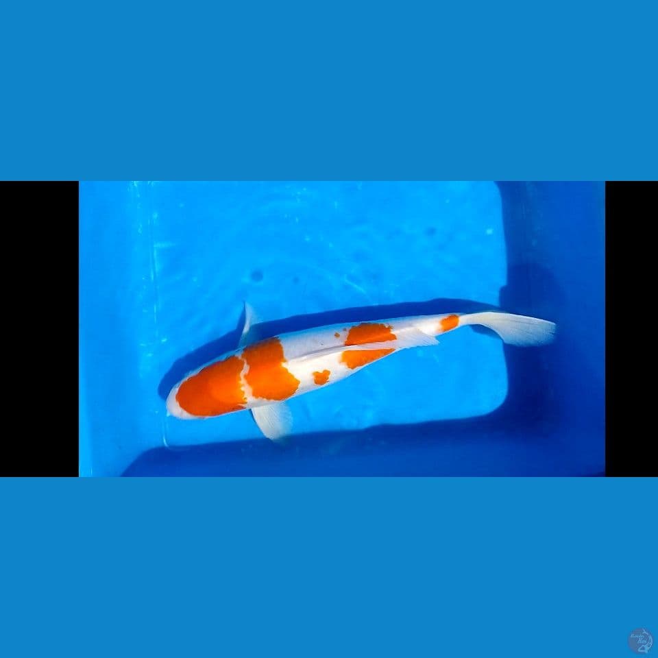 kohaku 37 cm male 