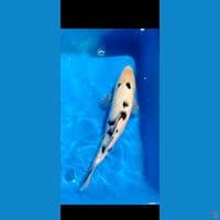 bekko 35 cm 