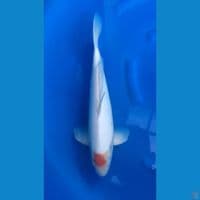 Tancho Kohaku 40cm