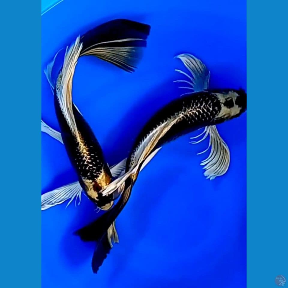 KUMPAY GOLDEN RARE 2 EKOR  40CM