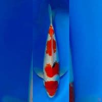 SUPER SANKE 35CM MALE BODY BULKY