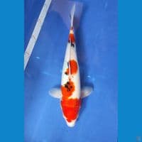 sanke 32 cm.