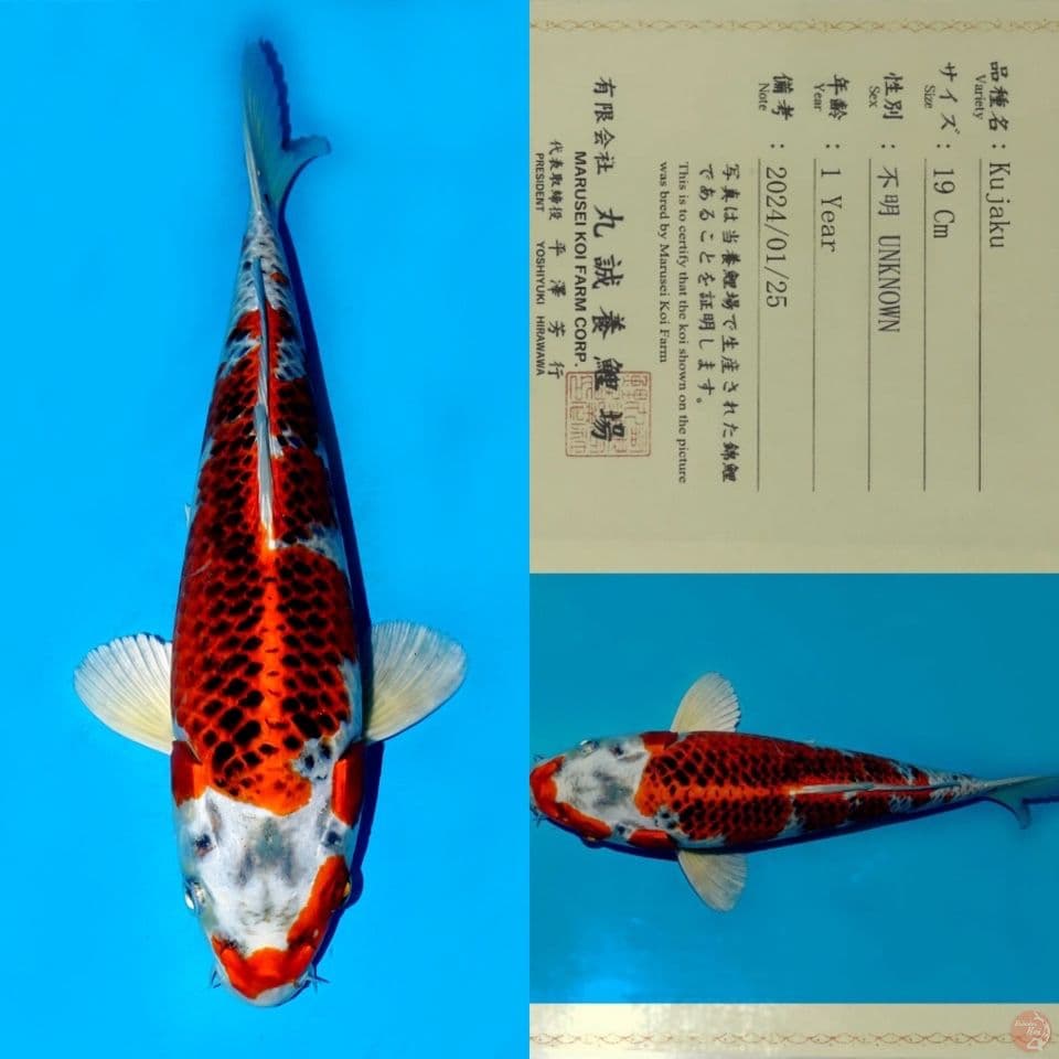 SALE OB RENDAH! MARUSEI RED KUJAKU HQ 30CM