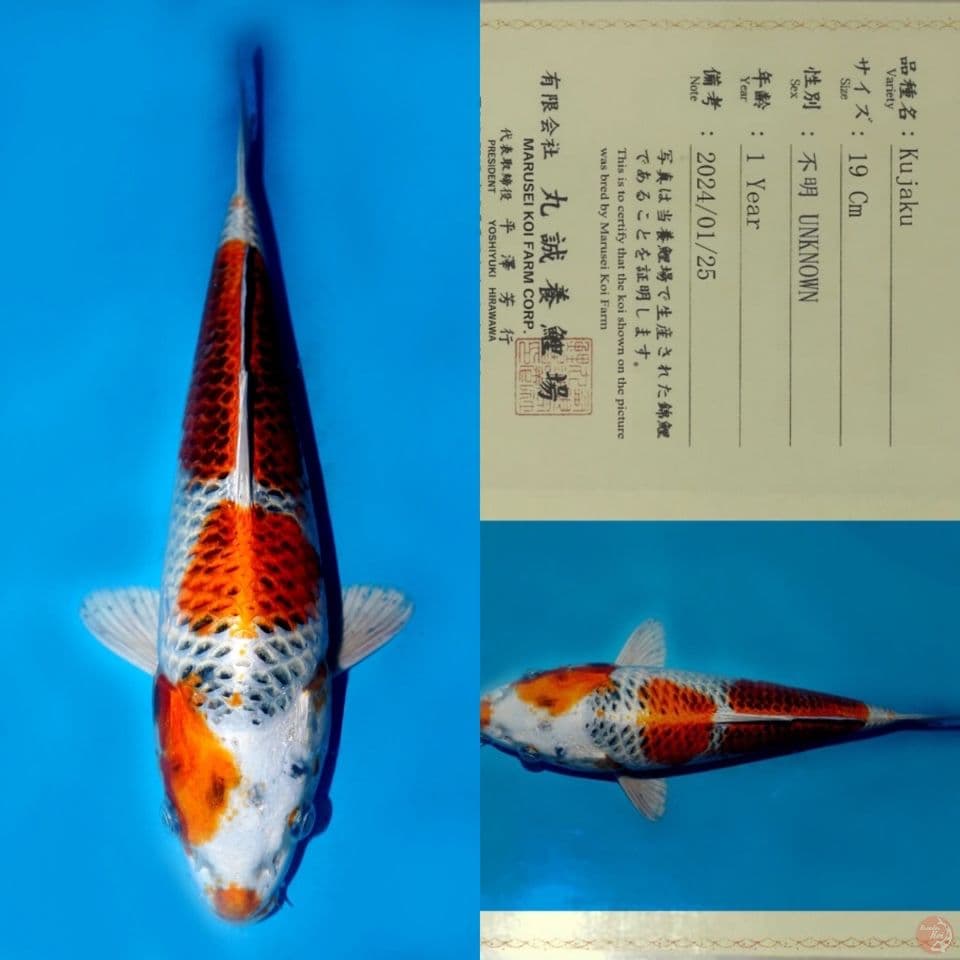 SALE OB RENDAH! MARUSEI KUJAKU HQ 28CM