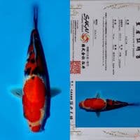 SALE OB RENDAH! SAKAI YONDAN SANKE HQ 25CM