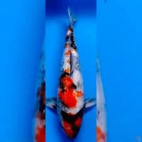 SHOWA GINRIN MALE ORIGINAL 35CM