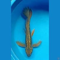 DRAGON SLAYER 37cm