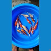 kohaku sisik mix 23-27 cm 13 pcs "Sepesial"