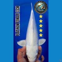 platinum 33cm