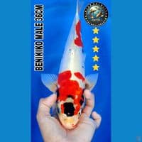 benikiko 26cm