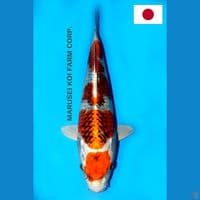 SQ MARUSEI MARUTEN KUJAKU 31CM