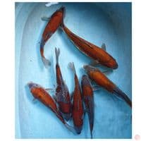 OCHIBA 28-35 CM ( 7 EKOR)