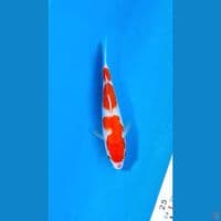 kohaku