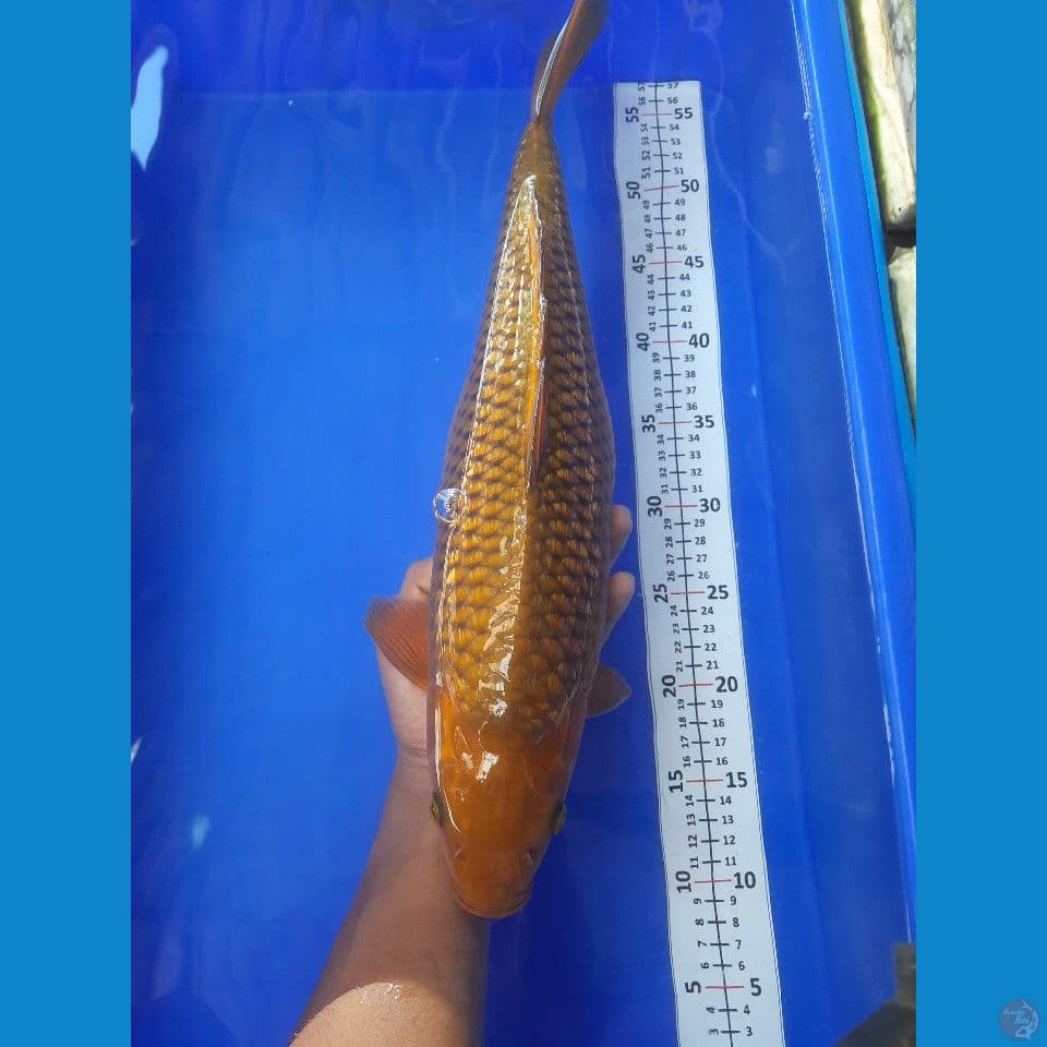 46cm