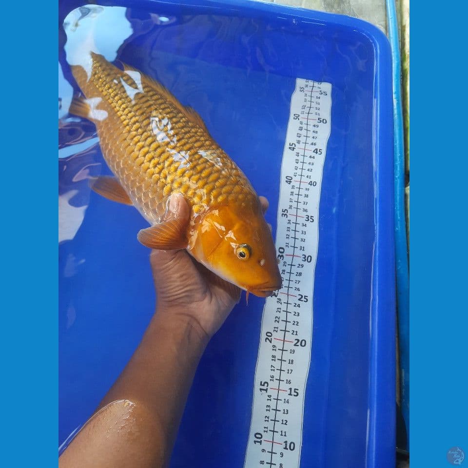 46cm