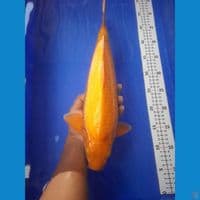 42cm
