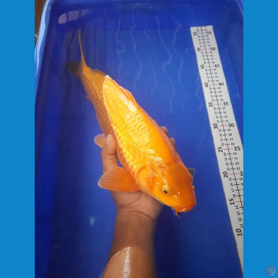 42cm