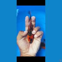 kage showa 15 cm 