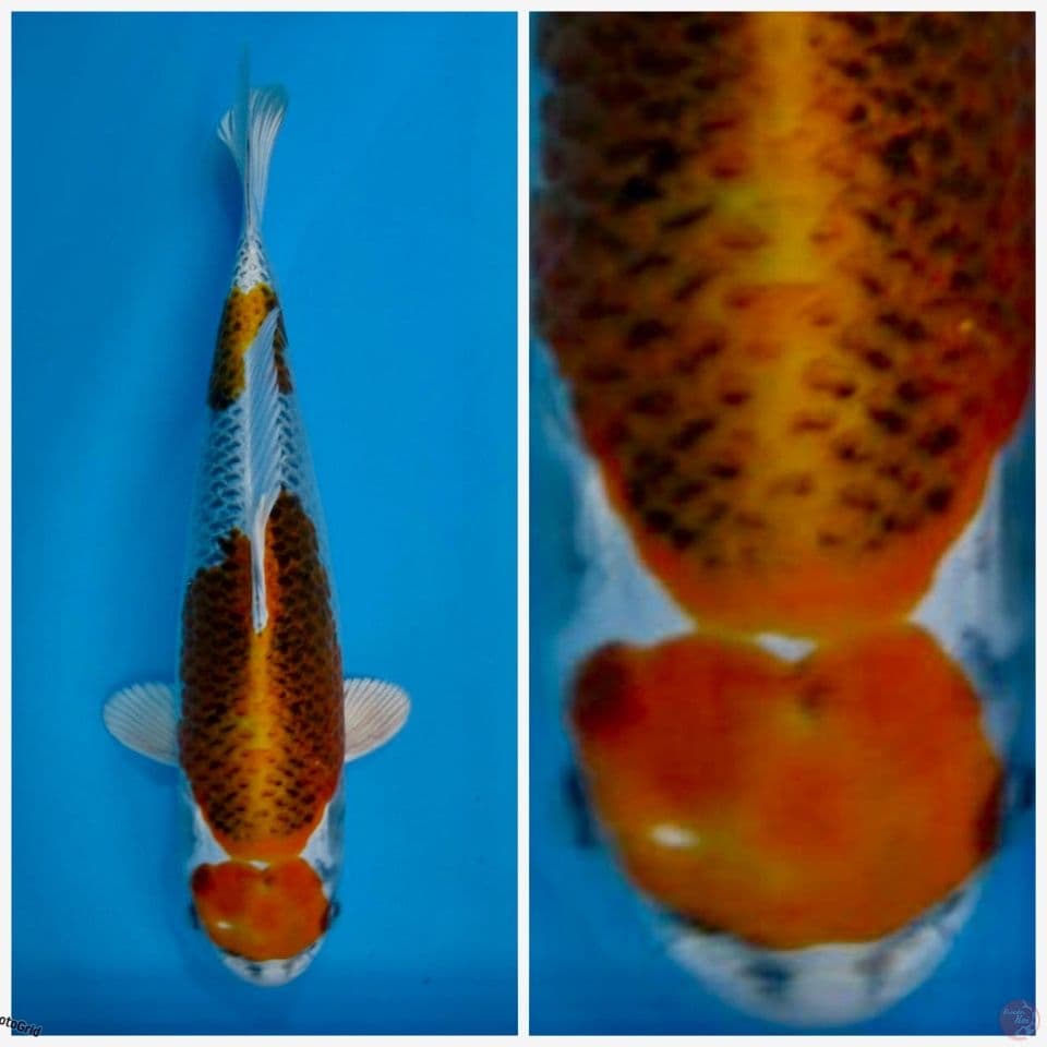 Kujaku F1 marusai 35cm