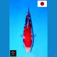 SAKAI SANDAN RED STRONG SANKE SQ 32CM