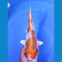 INAZUMA KUJAKU 33 CM MALE